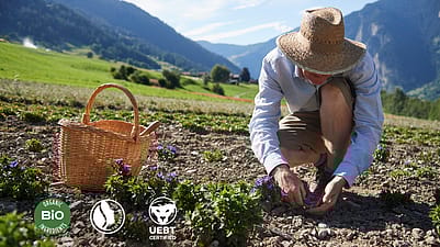 granjero recolectando genciana azul de la tierra