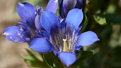 genciana azul