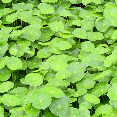 centella asiática