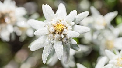 edelweiss