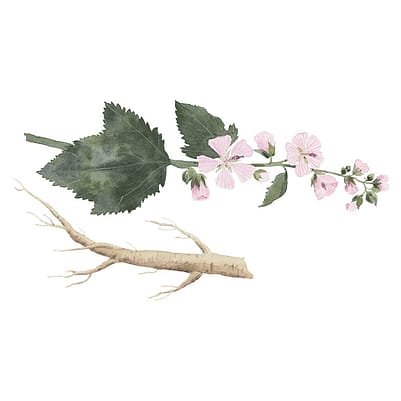 dibujo de planta de malva blanca