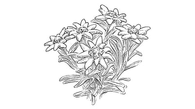illustration edelweiss pflanze