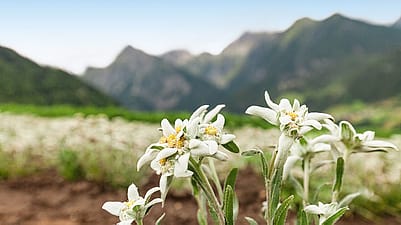 edelweiss pflanze vor einem Bergpanorama