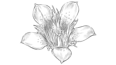 illustrazione fiore di genziana blu