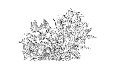 illustrazione di una pianta di genziana blu