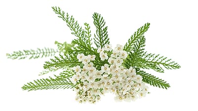 Achillée millefeuille