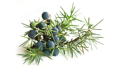 Sommités de genièvre