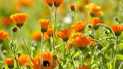 Calendula in de WELEDA tuin