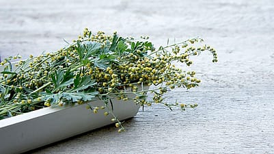 Kräuter in einer Schale