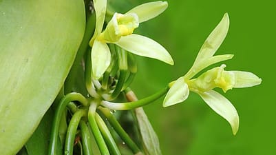 Vanilla Blossom