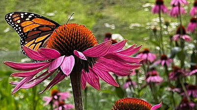 Butterfly on Echinacea flower
