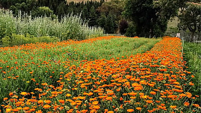 Calendula growing at Weleda NZ gardens