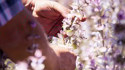 Un homme cueille de la sauge avec ses mains