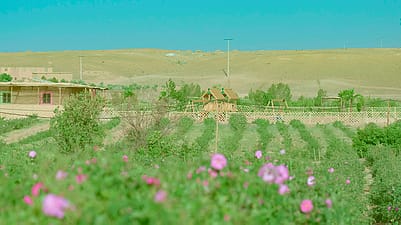 Champ de roses avec une aire de jeux pour enfants en arrière-plan au Maroc