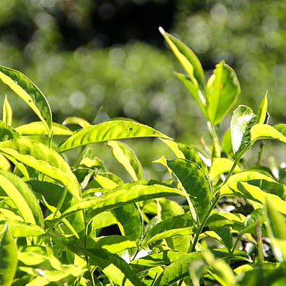 white tea leaves