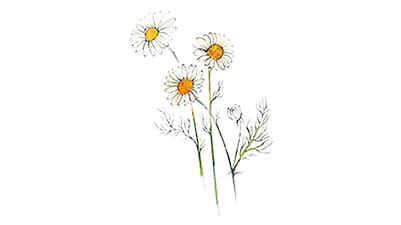 Chamomile