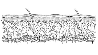 illustration cross section skin