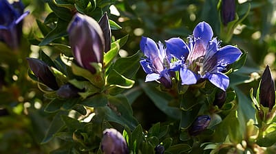 Fleur de gentiane bleue
