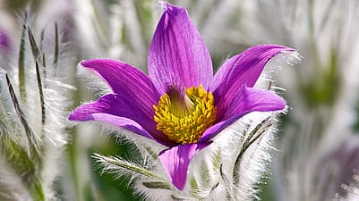 Bluete der Kuechenschelle