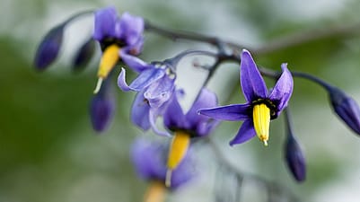 Blueten des Bittersuessen Nachtschattens