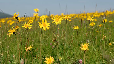 montagne avec arnica
