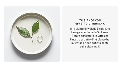Immagine con focus su tè bianco