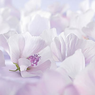 Flores del malvavisco blanco
