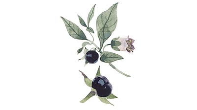 La belladone