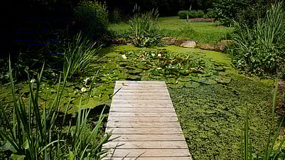 Ein Teich im Gruenen mit Seerosen