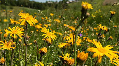 Prairie d'arnica