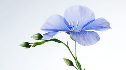 Flachs Bluete