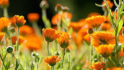 calendula flowers