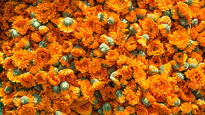 calendula blossoms