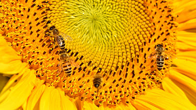 bees on sunflower