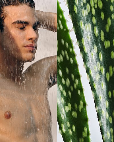 On the left, a man showering; on the right, aloe vera.