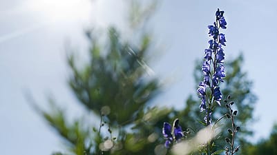 Eisenhut im Sonnenlicht