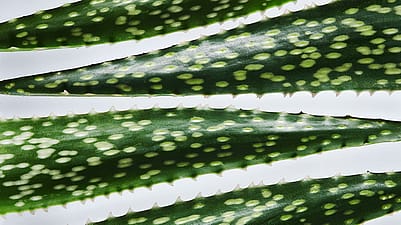 Aloe Vera Blaetter