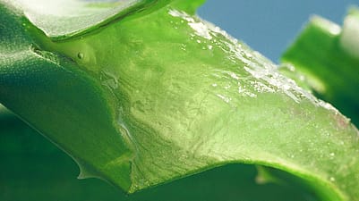 Aufgeschnittenes Aloe Vera Blatt