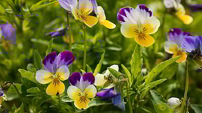 Stiefmuetterchen Blueten