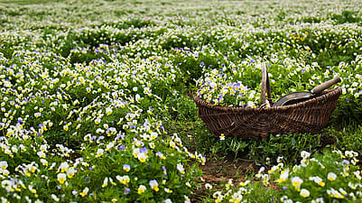 Stiefmuetterchen Ernte