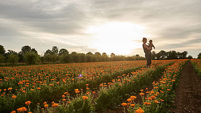 Female with baby in calendula field