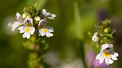 Euphrasia blossoms