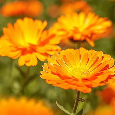 weleda calendula range