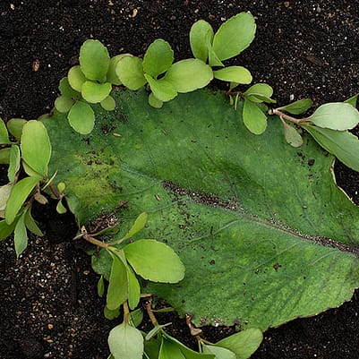 Blatt einer Bryophyllum Pflanze