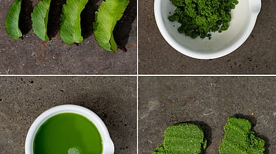 Bryophyllum im Verarbeitungsprozess