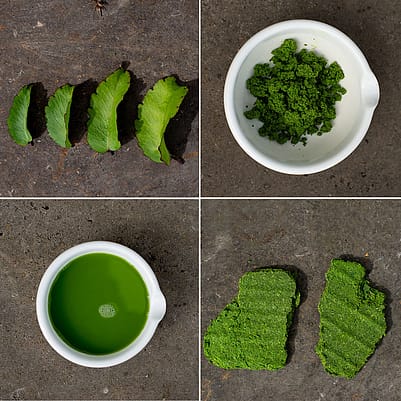 Bryophyllum im Verarbeitungsprozess