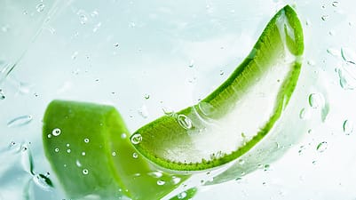 Scheiben einer Aloe Vera