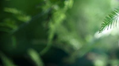 Fern background