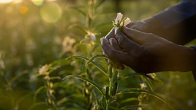 Bio-Sesam schafft Perspektiven Im Norden Tansanias ergänzt der Anbau unseres Bio-Sesams den Anbau der Bio- Baumwolle und schafft den Menschen ein zusätzliches Einkommen.