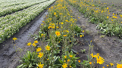 Arnika entfaltet neue Wurzeln Auf einem Bioland-Hof bei Flensburg in Deutschland.